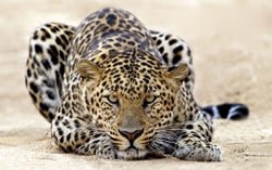 Ele está à espreita… você é o alvo!