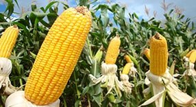 Ações geram resultados.