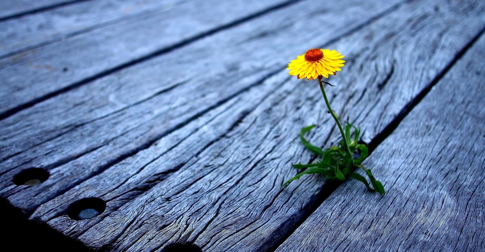 Além das Adversidades.