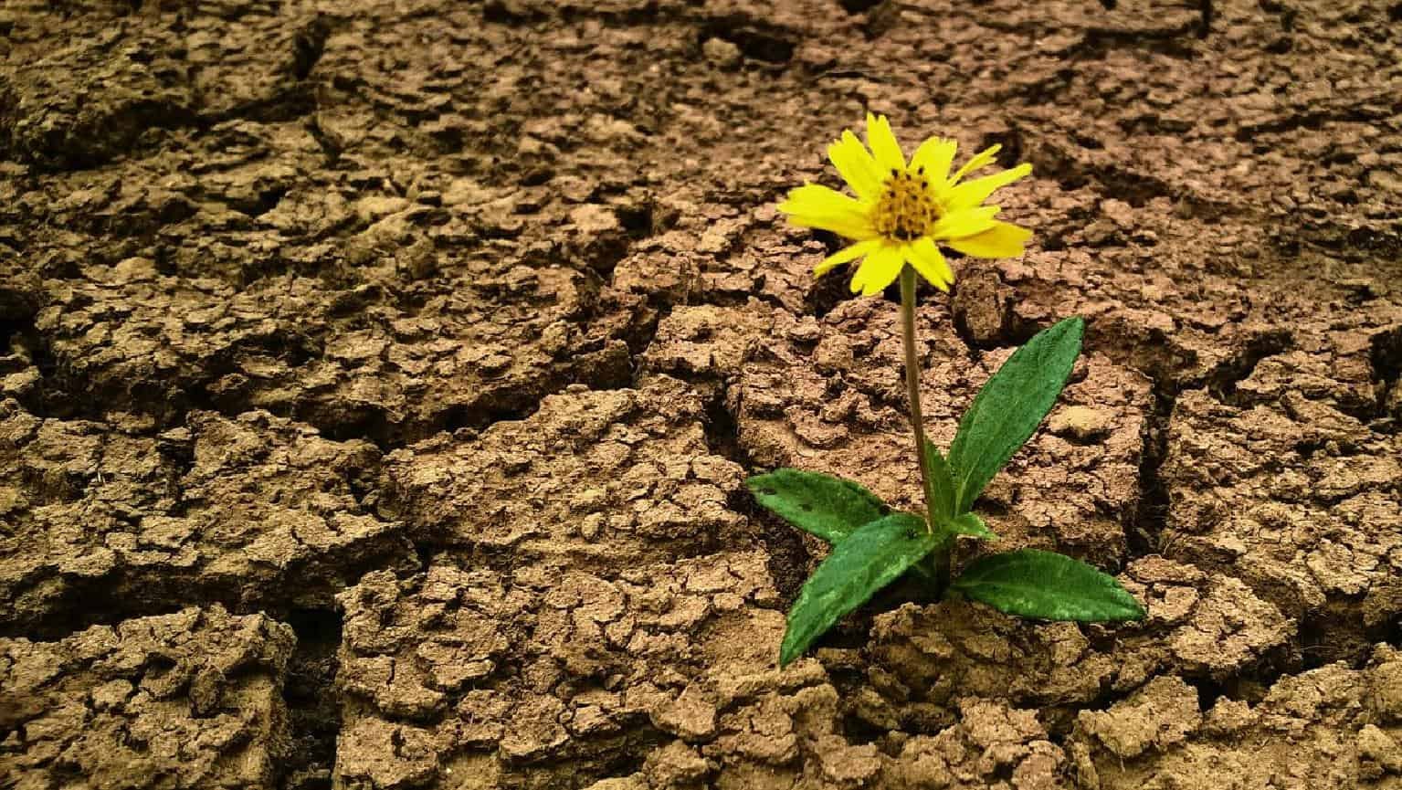 Regozijo na provação.