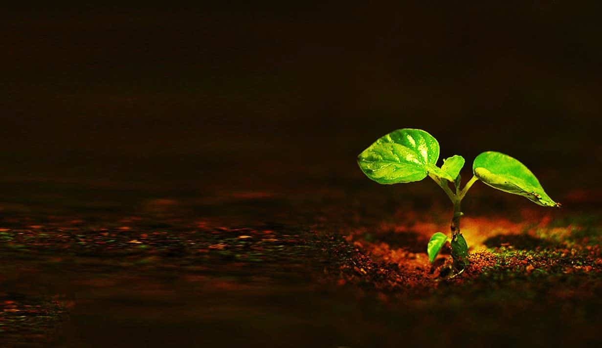 Você nasceu de novo?