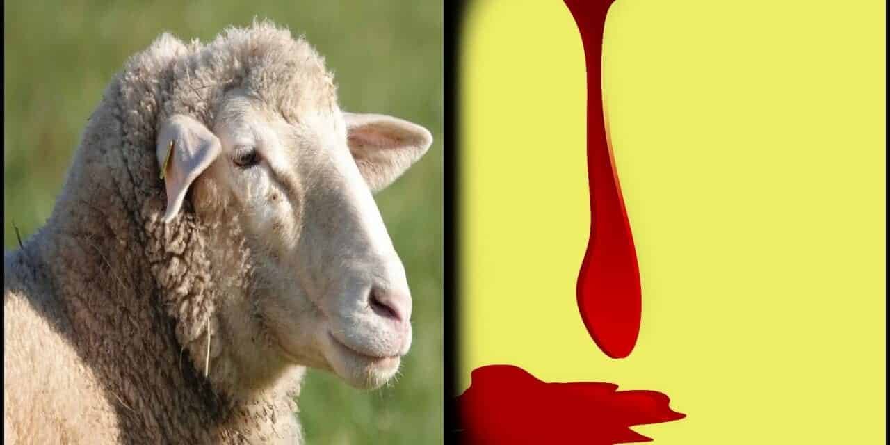 Nossa Vitória – O Guerreiro que Se sacrifica